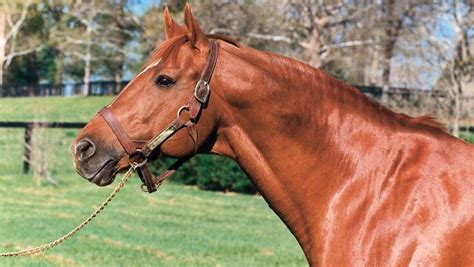 Secretariat horse page with past performances, results, pedigree, photos and videos. The Return of 'Big Red' | America's Best Racing
