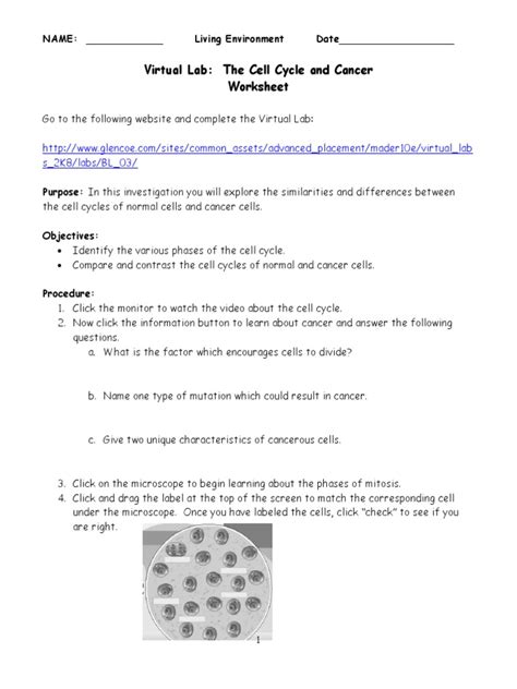 You should use these to help you identify the different stages and the structures on your own examine the prepared slide of whitefish blastula in your tray. 03-virtual_mitosis_and_cancer_lab.doc | Mitosis | Cell Cycle