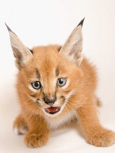 The oregon zoo, originally the portland zoo and later the washington park zoo, is a zoo located in washington park, portland, oregon, approximately 2 miles (3.2 km) southwest of downtown portland. Pin by Mjohnson on caracal | Small wild cats, Caracal ...
