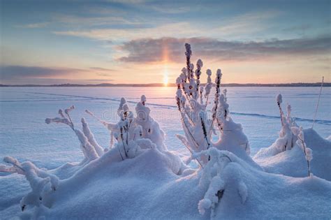 Snowy Plants And Sunrise In Finland Stock Photo Image Of