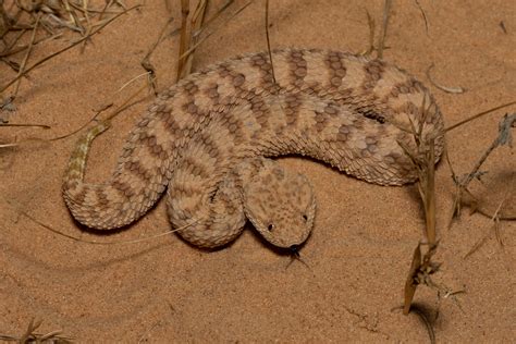 Common Or Sahara Sand Viper Cerastes Vipera עכן קטן Flickr