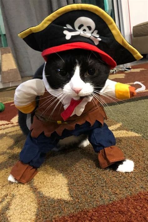 Funny Pirate Cat Halloween Costume Pose Cat Costumes Cat Halloween