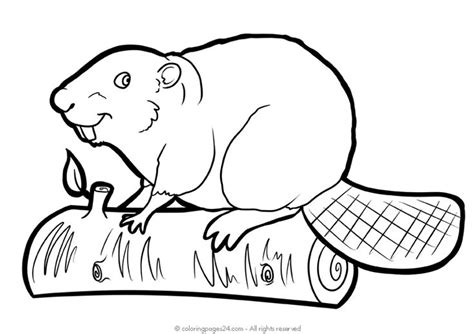 Beavers 5 | Coloring Pages 24 in 2020 | Beaver animal, Beaver, Animals