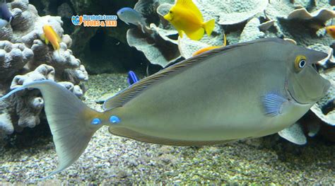 Bluespine Unicornfish Naso Unicornis Red Sea Fishes