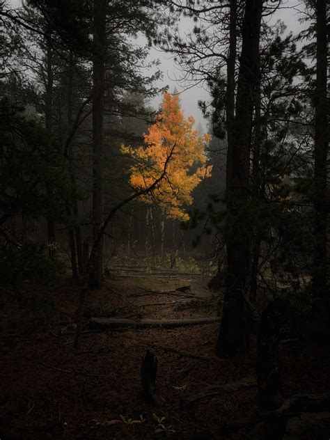 Forest Lore — Misty Autumn Walks In The Gold Dusted Pines