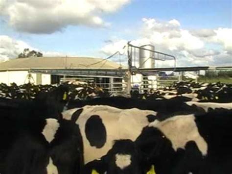 Cows On Queue To Go For A Milking YouTube