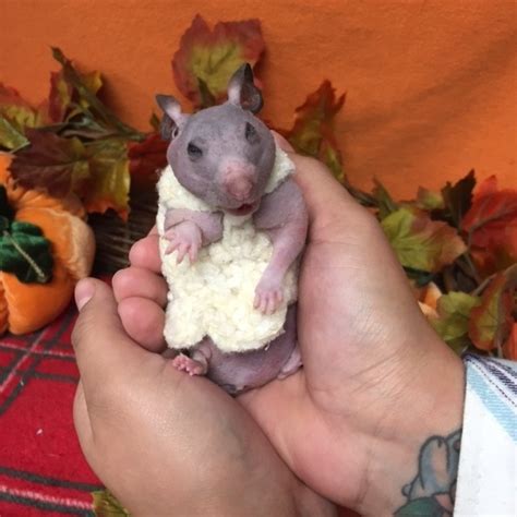 Hairless Hamster Gets A Tiny Sweater To Keep Her Warm