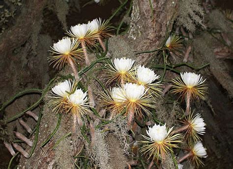 The queen of the night is a legend among cactuslovers everywhere. Orchidmania: Queen of the night