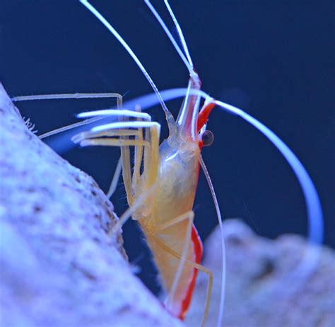 Something Fishy Aquarium Livestock Inverts Clams Shrimp