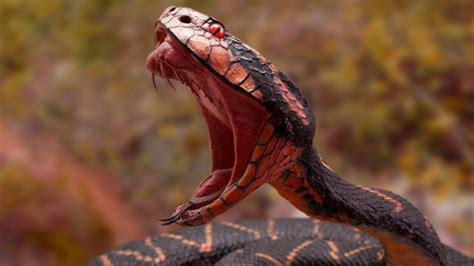 Top 100 Most Venomous Snakes