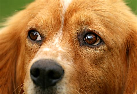 How Are Animal Eyes Similar To Human Eyes