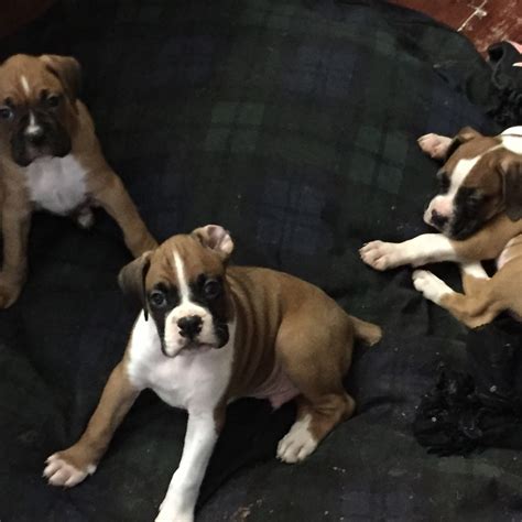 We did not find results for: Boxer Puppies For Sale | New Jersey 18, NJ #305361