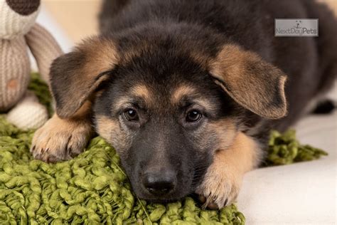 Matilda German Shepherd Puppy For Sale Near Bloomington Indiana