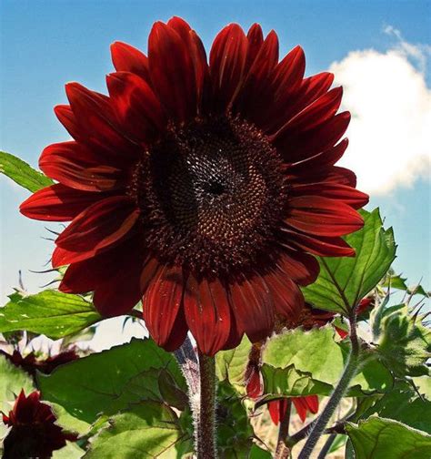 Cherry Red Sunflowers Seeds Fortune Sun Flower Beautiful Showy Bloom