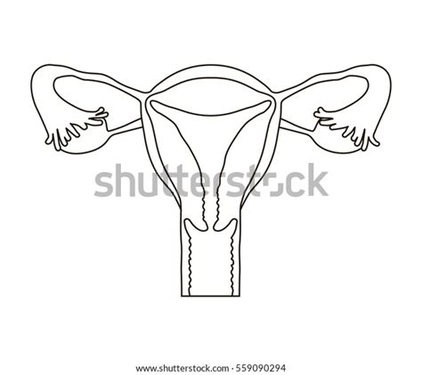 Female Reproductive System Line Icon Vector Illustration