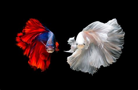 Betta fish come in many colors and patterns. 'May the Fourth Be With You': Here's Why the Betta Fish ...