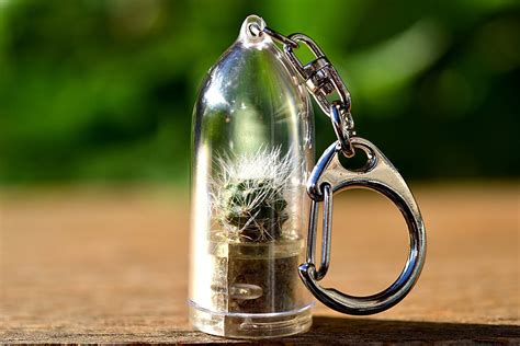 Sushi, caffeine, soft cheese—the list of taboo items goes on (and on and on). Mini Cactus Terrarium Keychains