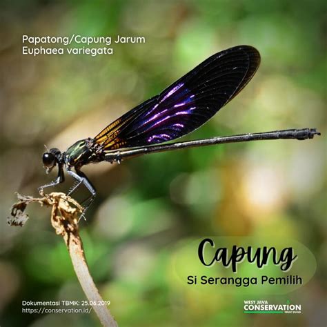 capung erek2