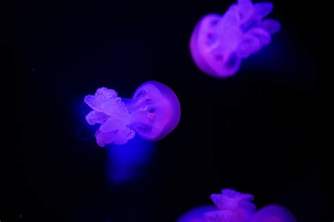 Beautiful Jellyfish Moving Through The Water Neon Lightsbackground With