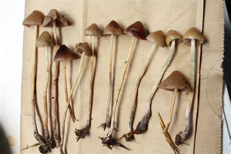 Id Request Psilocybe Silvatica Mushroom Hunting And Identification