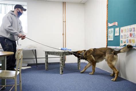 Photos Police K 9 Training At Pittsfield Church Of Christ Multimedia