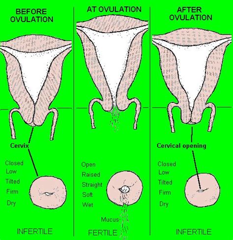 In late pregnancy or early labor, braxton hicks contractions start to shorten (efface) your cervix. 17 Best images about Wholistic OB/GYN on Pinterest ...