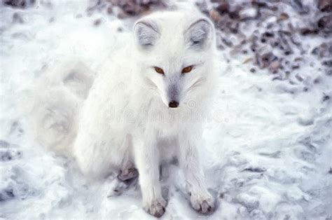 Arctic Fox Oil Painting Stock Image Image Of Cold 183069171