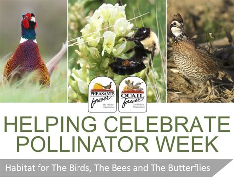 great pollinator habitat also boosts upland birds outdoors unlimited media and magazine