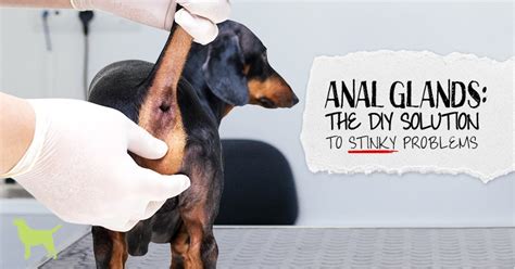 Dog Anal Glands Diy Solutions That Work Dogs Naturally