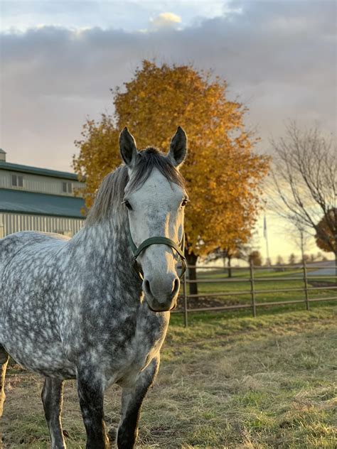 Fall Is Definitely Here Dapple Grey Horses Beautiful Horse Pictures