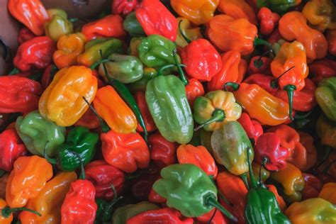 Ultimate Guide To Drying Hot Chile Peppers The Official Scott Roberts