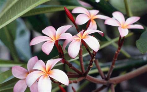 Frangipani Wallpapers Wallpaper Cave