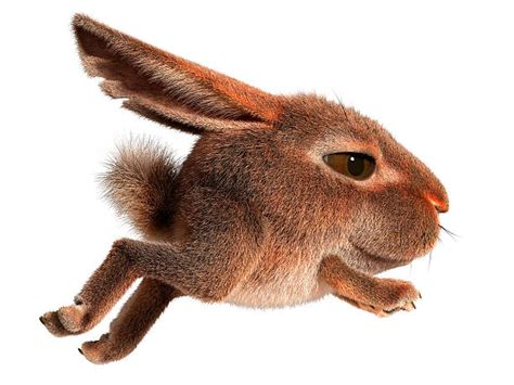 Top 60 Rabbit Running Stock Photos Pictures And Images Istock