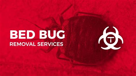 Professional Bed Bug Removal Trauma Services Youtube