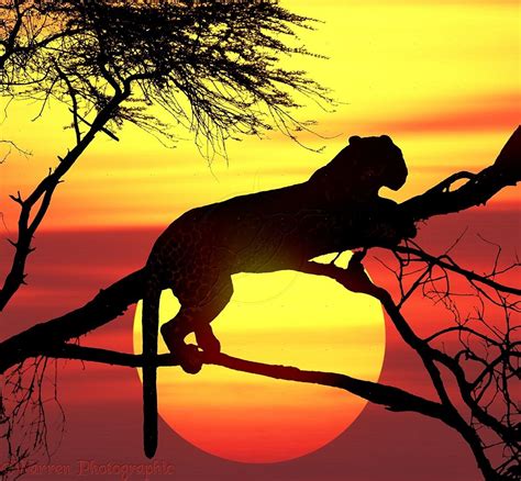 Leopard Panthera Pardus Up A Tree At Sunset Africa Sunset