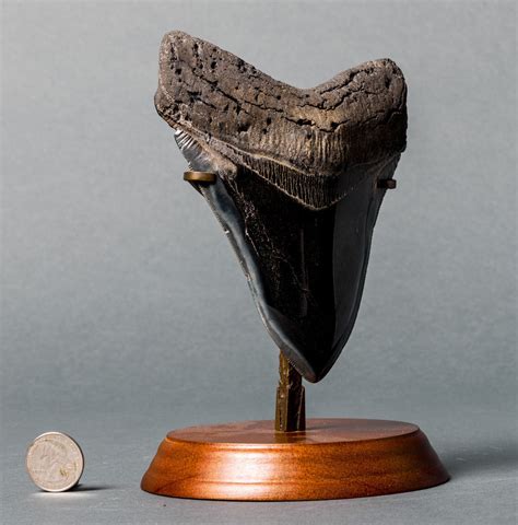 Huge Polished Megalodon Tooth For Sale 6 Inches Fossil Realm