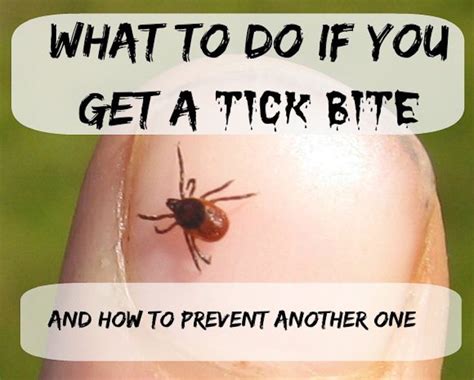 What To Do If You Get A Tick Bite Dash Of Reality Tick Bite Ticks