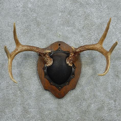 Whitetail Deer Antlers For Sale 12977 The Taxidermy Store