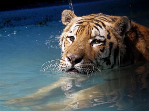 Rio Zoo Animals Relax During Carnaval Brazil News Dispatch