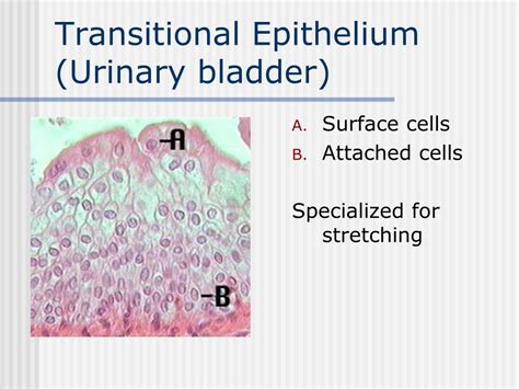 Ppt Histology Powerpoint Presentation Free Download Id9113587
