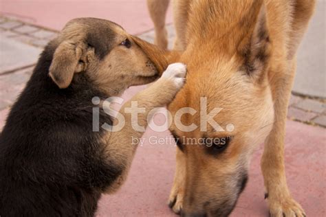 Dogs Whispering Stock Photo Royalty Free Freeimages