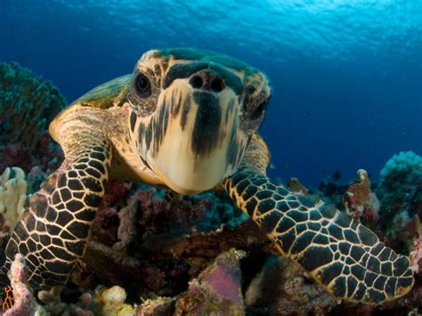New Study Offers Glimmer Of Hope For Sea Turtles Smart