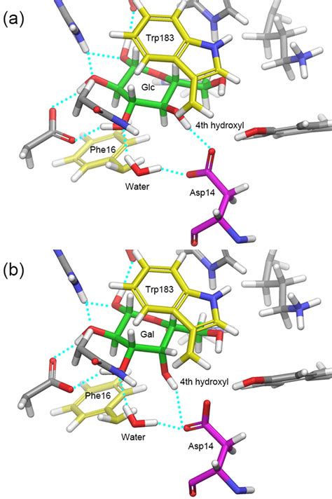 Crystal Structures Of Glucose And Galactose Bound Ggbps A