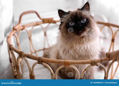 Cute Balinese Cat In Basket At Home Stock Photo Image Of Cozy Lovely