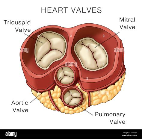 Illustration Of Heart Valves The Image Shown Includes The Mitral Stock