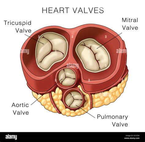 Qual A Função Da Valva Mitral