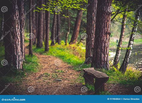 Wooden Bench In Forest Stock Photo Image Of Season Wooden 91984864
