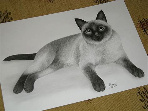 Siamese Cat Drawing By Milica Stojanovic