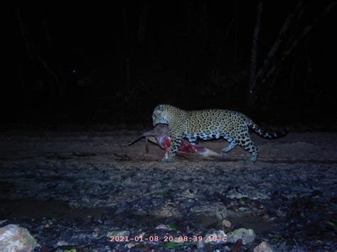 Jaguar Hunting At Night