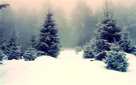 Nature Winter Trees Forest Snow Wonderful Hd Desktop Wallpaper